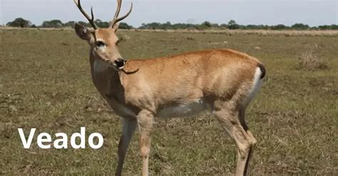 palpite de hoje no jogo de bicho,palpite kaledri hoje